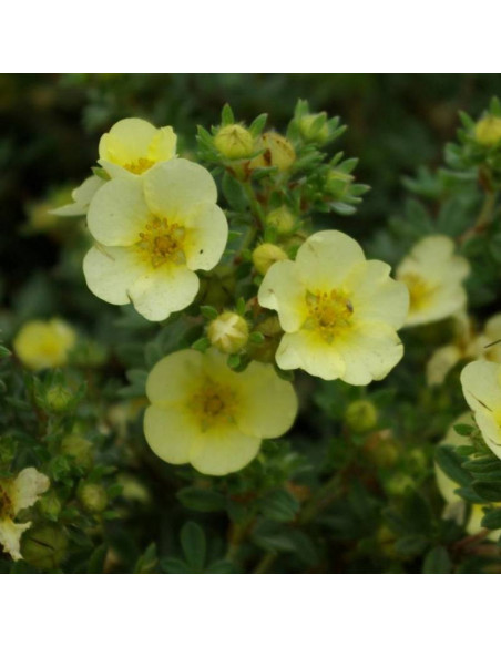 Pięciornik krzewiasty Potentilla fruticosa Primrose Beauty