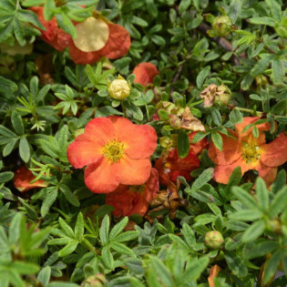 Red Joker Potentilla fruticosa Pięciornik krzewiasty