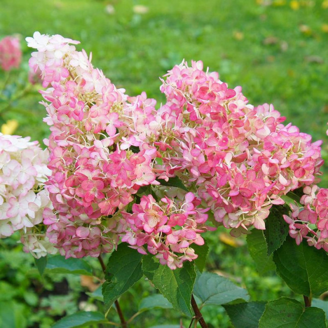 Hortensja bukietowa Sundae Fraise PBR hydrangea paniculata