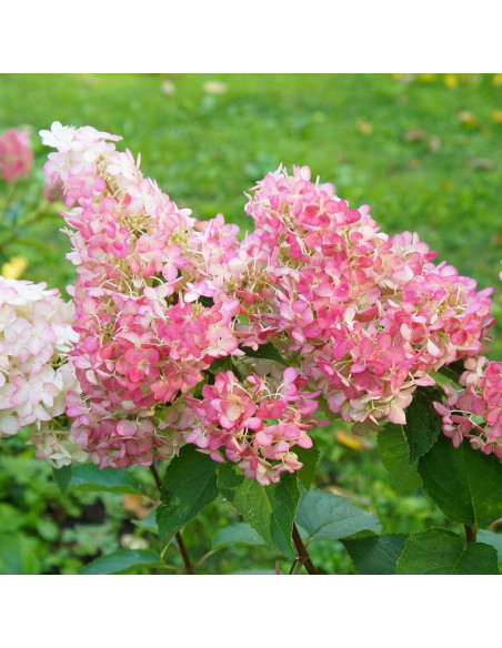 Hortensja bukietowa Sundae Fraise PBR hydrangea paniculata