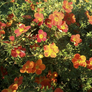 Red Joker Potentilla fruticosa Pięciornik krzewiasty 2