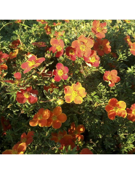 Pięciornik krzewiasty Red Joker Potentilla fruticosa