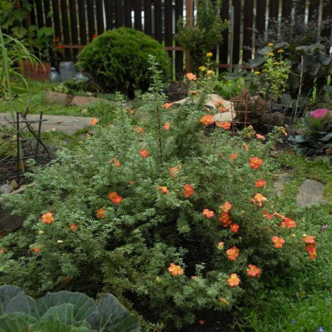 Pięciornik krzewiasty Potentilla fruticosa Red Joker