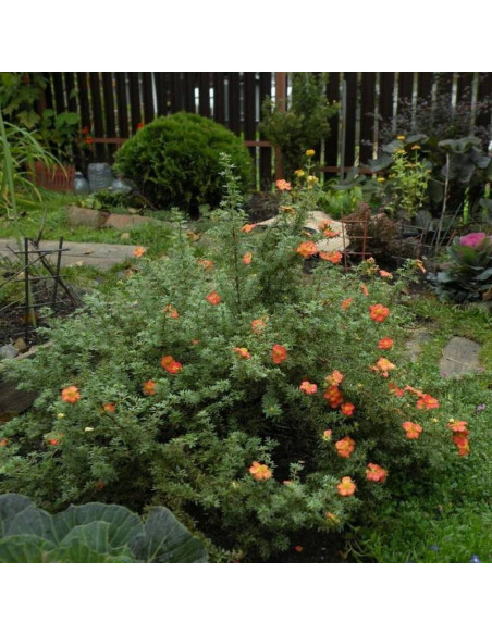 Pięciornik krzewiasty Potentilla fruticosa Red Joker