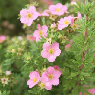 Pięciornik krzewiasty True Pink Potentilla fruticosa