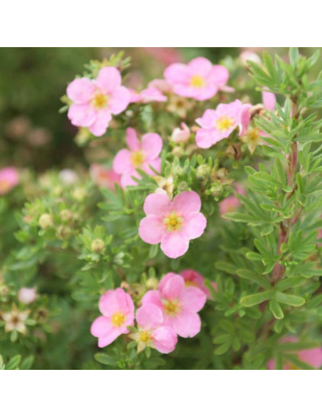Pięciornik krzewiasty True Pink Potentilla fruticosa