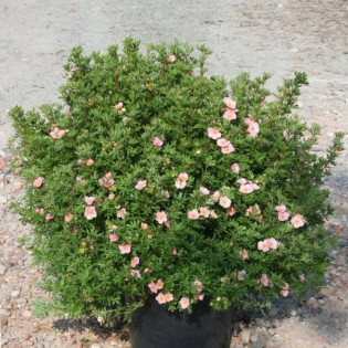 Pięciornik krzewiasty True Pink Potentilla fruticosa 2
