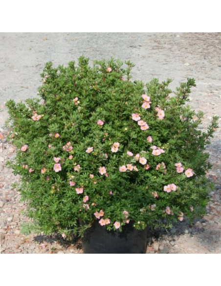 True Pink Potentilla fruticosa Pięciornik krzewiasty