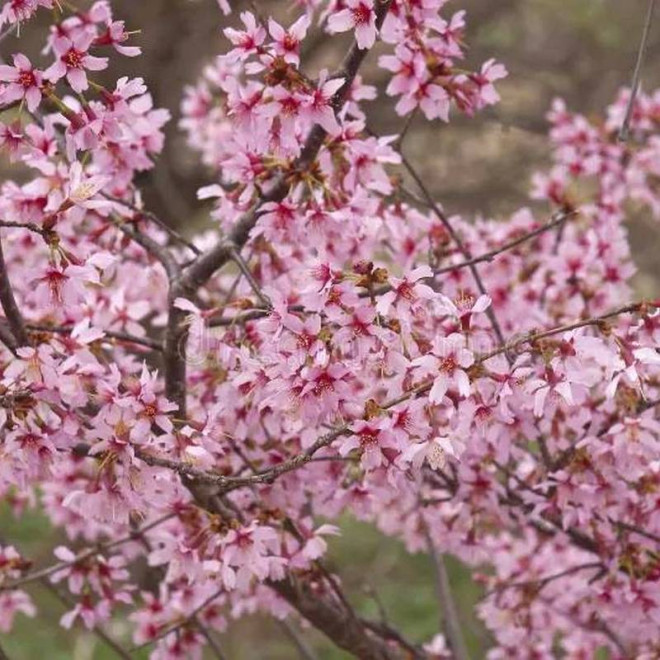 Okame Prunus Wiśnia