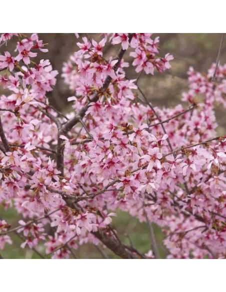 Okame Prunus Wiśnia