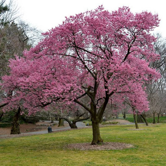 Wiśnia Okame Prunus