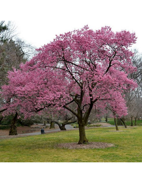 Wiśnia Okame Prunus