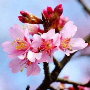 Wiśnia Prunus Okame