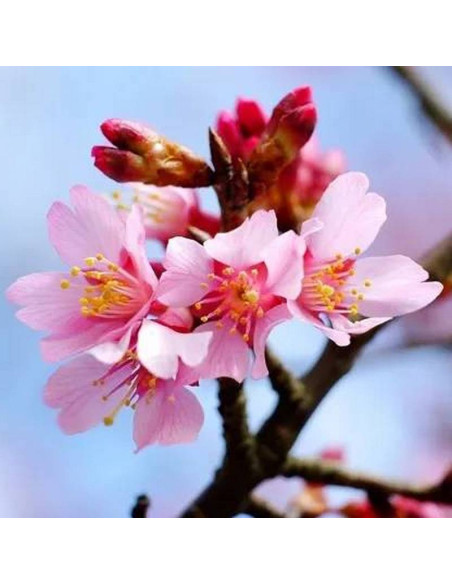 Wiśnia Prunus Okame