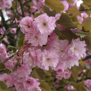 Wiśnia piłkowana Kanzan Prunus serrulata