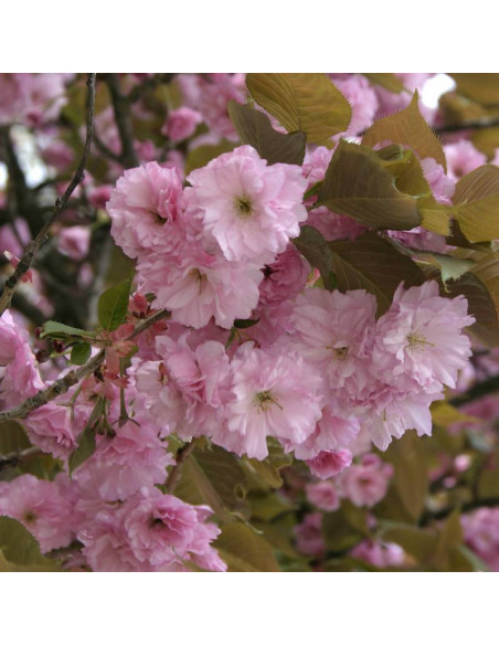 Wiśnia piłkowana Kanzan Prunus serrulata