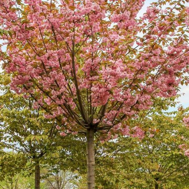 Kanzan Prunus serrulata Wiśnia piłkowana