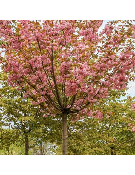 Kanzan Prunus serrulata Wiśnia piłkowana