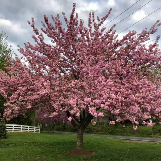 Wiśnia piłkowana Kanzan Prunus serrulata - Szkółka Florela