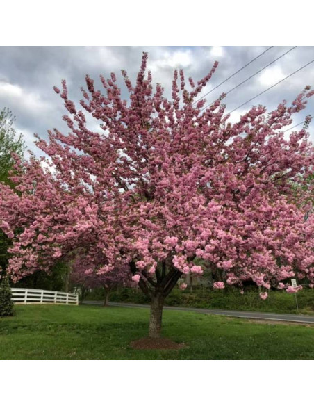 Wiśnia piłkowana Kanzan Prunus serrulata - Szkółka Florela