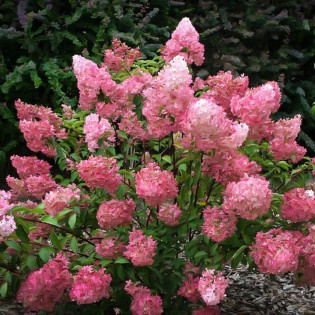 Hortensja bukietowa Sundae Fraise PBR hydrangea paniculata 2