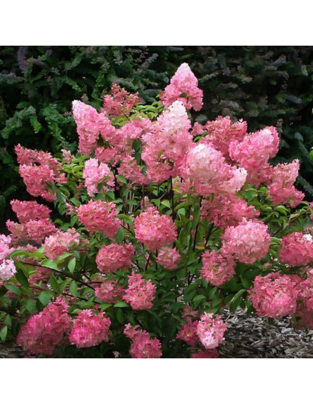 Sundae Fraise PBR Hortensja bukietowa hydrangea paniculata