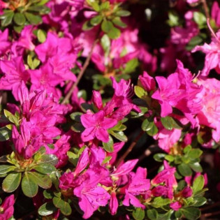 Purpurtraum Rhododendron Różanecznik 2