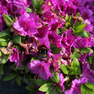 Purpurtraum Rhododendron Różanecznik
