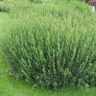 Wierzba purpurowa Salix purpurea