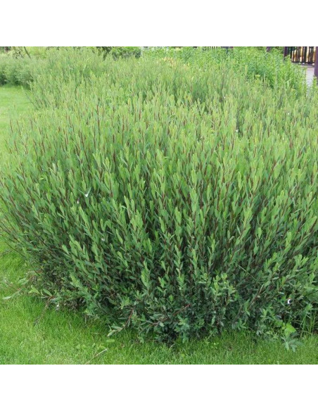 Wierzba purpurowa Salix purpurea