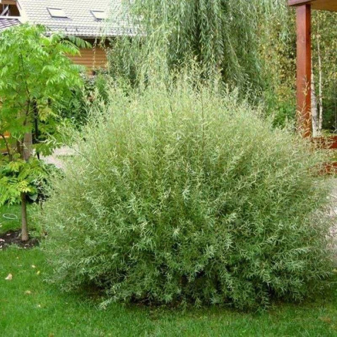 Salix purpurea Wierzba purpurowa