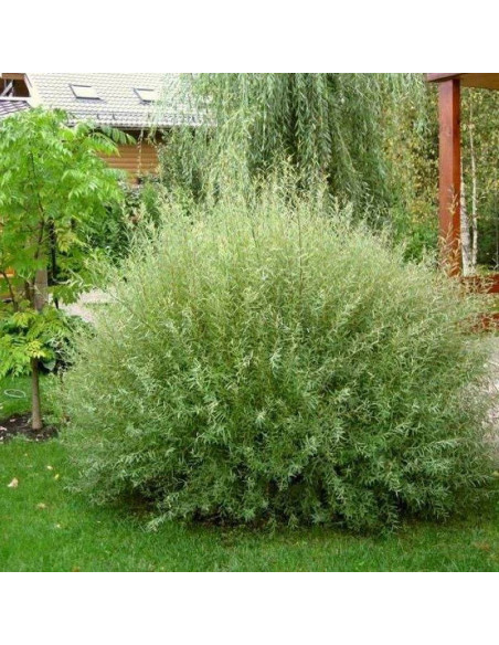 Salix purpurea Wierzba purpurowa