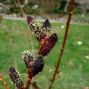 Melanostachys Salix gracilistyla Wierzba smukłoszyjkowa