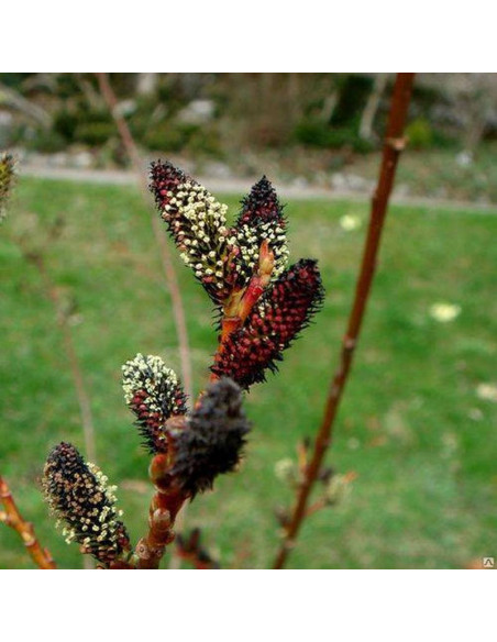 Melanostachys Salix gracilistyla Wierzba smukłoszyjkowa