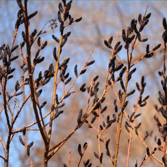 Wierzba smukłoszyjkowa Melanostachys Salix gracilistyla