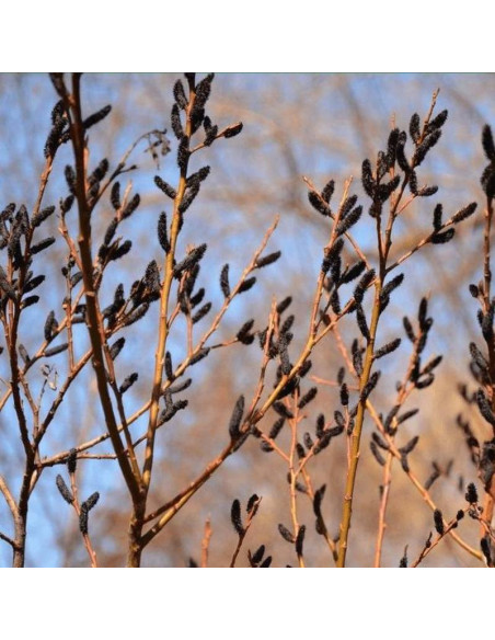 Wierzba smukłoszyjkowa Melanostachys Salix gracilistyla