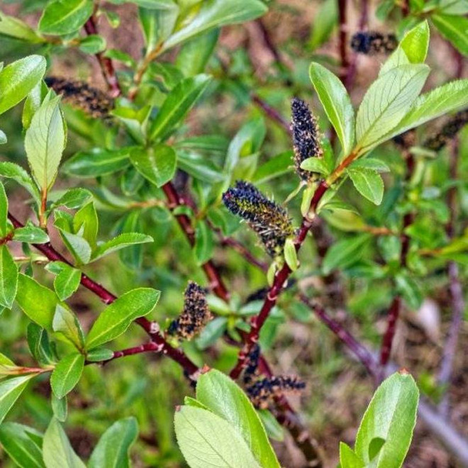 Wierzba smukłoszyjkowa Melanostachys Salix gracilistyla - Florela