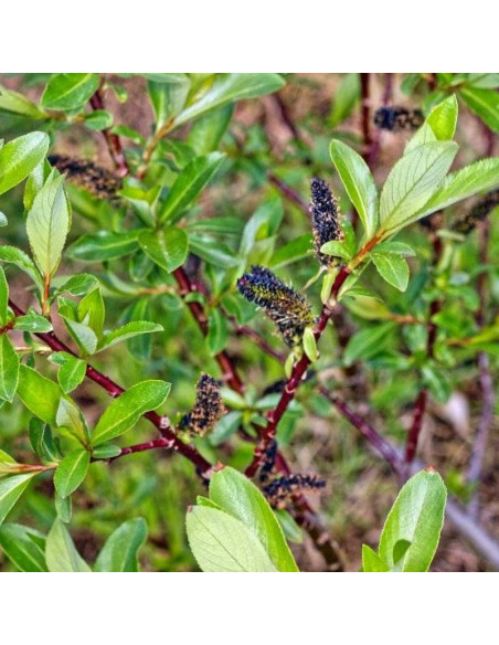 Wierzba smukłoszyjkowa Melanostachys Salix gracilistyla - Florela