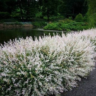 Wierzba całolistna Hakuro-nishiki Salix integra