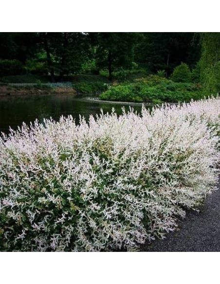 Wierzba całolistna Hakuro-nishiki Salix integra