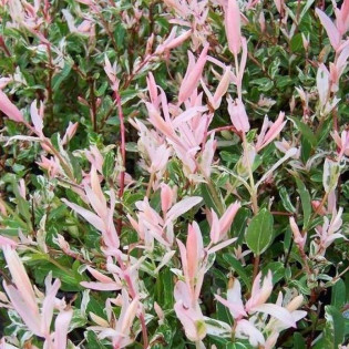 Wierzba całolistna Hakuro-nishiki Salix integra 2