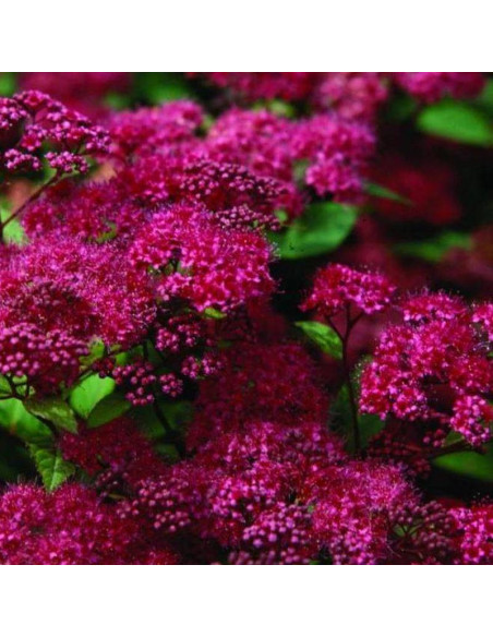 Anthony Waterer Sapho Spiraea japonica Tawuła japońska