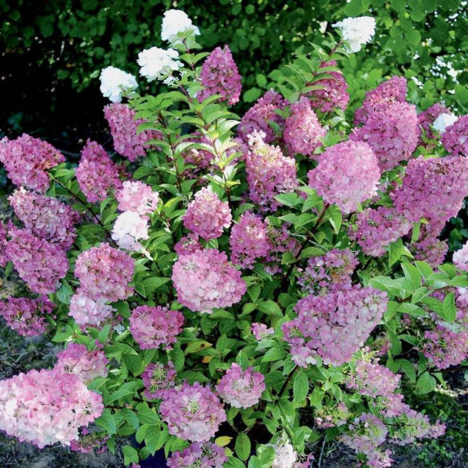 hydrangea paniculata Hortensja bukietowa Sundae Fraise PBR