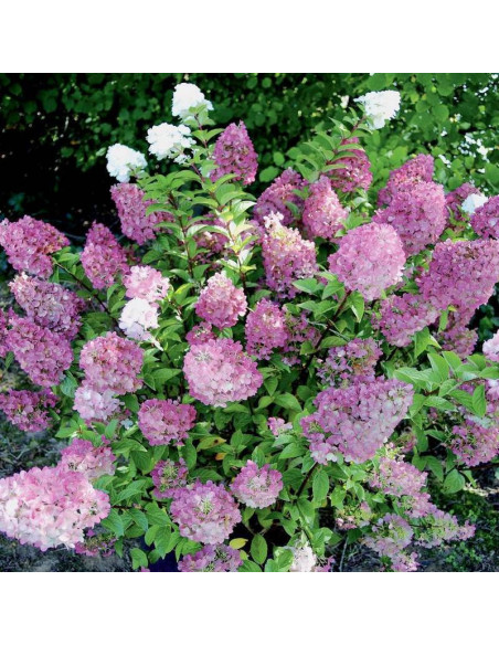 hydrangea paniculata Hortensja bukietowa Sundae Fraise PBR