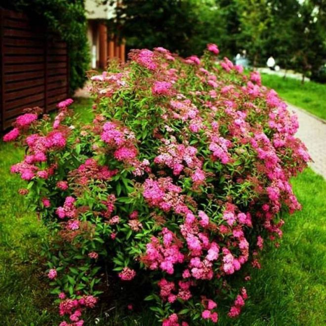 Tawuła japońska Anthony Waterer Sapho Spiraea japonica