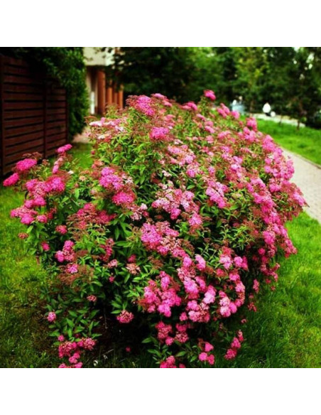 Tawuła japońska Anthony Waterer Sapho Spiraea japonica