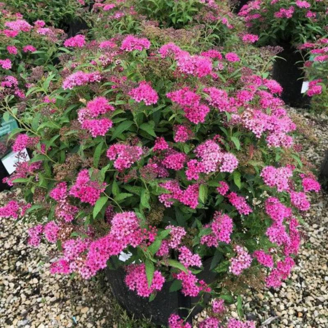 Tawuła japońska Anthony Waterer Sapho Spiraea japonica - Florela