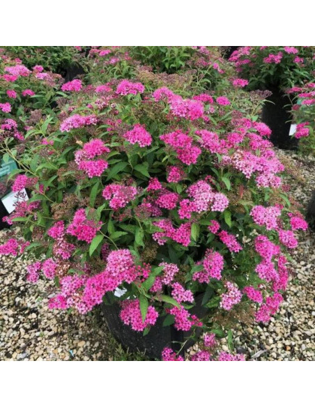 Tawuła japońska Anthony Waterer Sapho Spiraea japonica - Florela