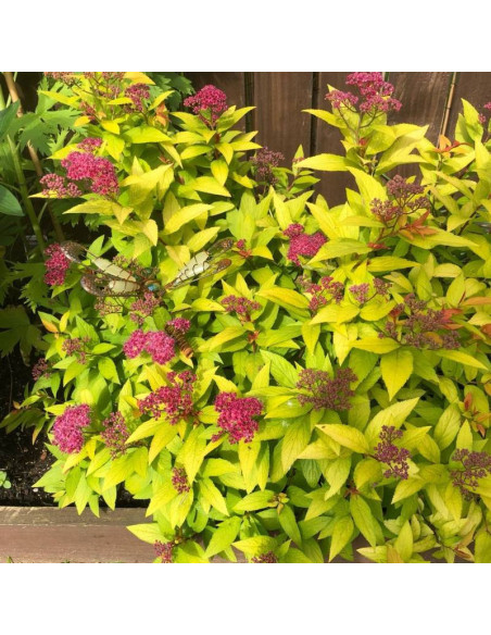 Tawuła japońska Candlelight Spiraea japonica