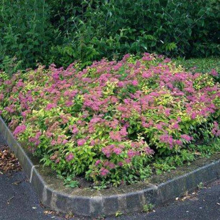 Tawuła japońska Candlelight Spiraea japonica 2